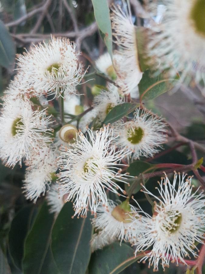Eucalyptus viminalis flower