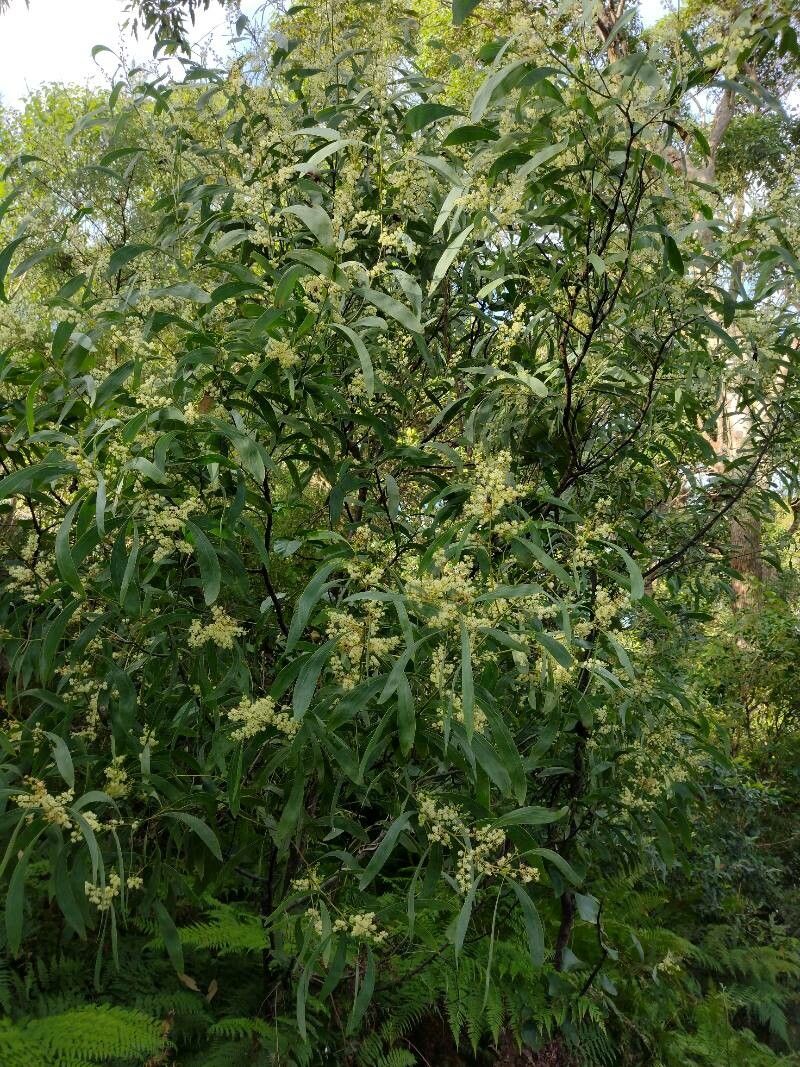 Acacia falcata habit