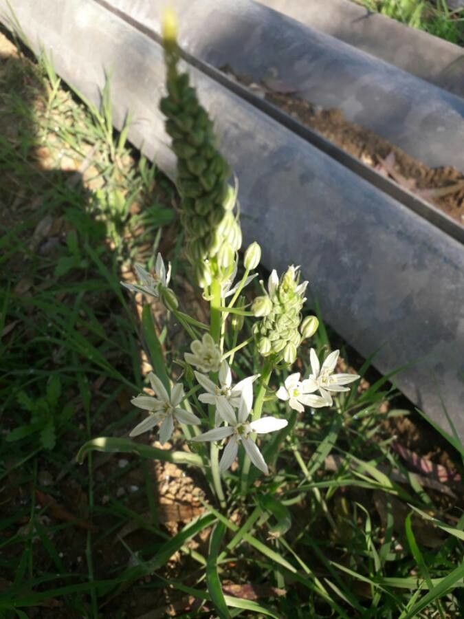 Toxicoscordion fremontii — search result for 'Melanthiaceae'