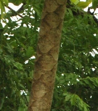 Polyscias nodosa bark