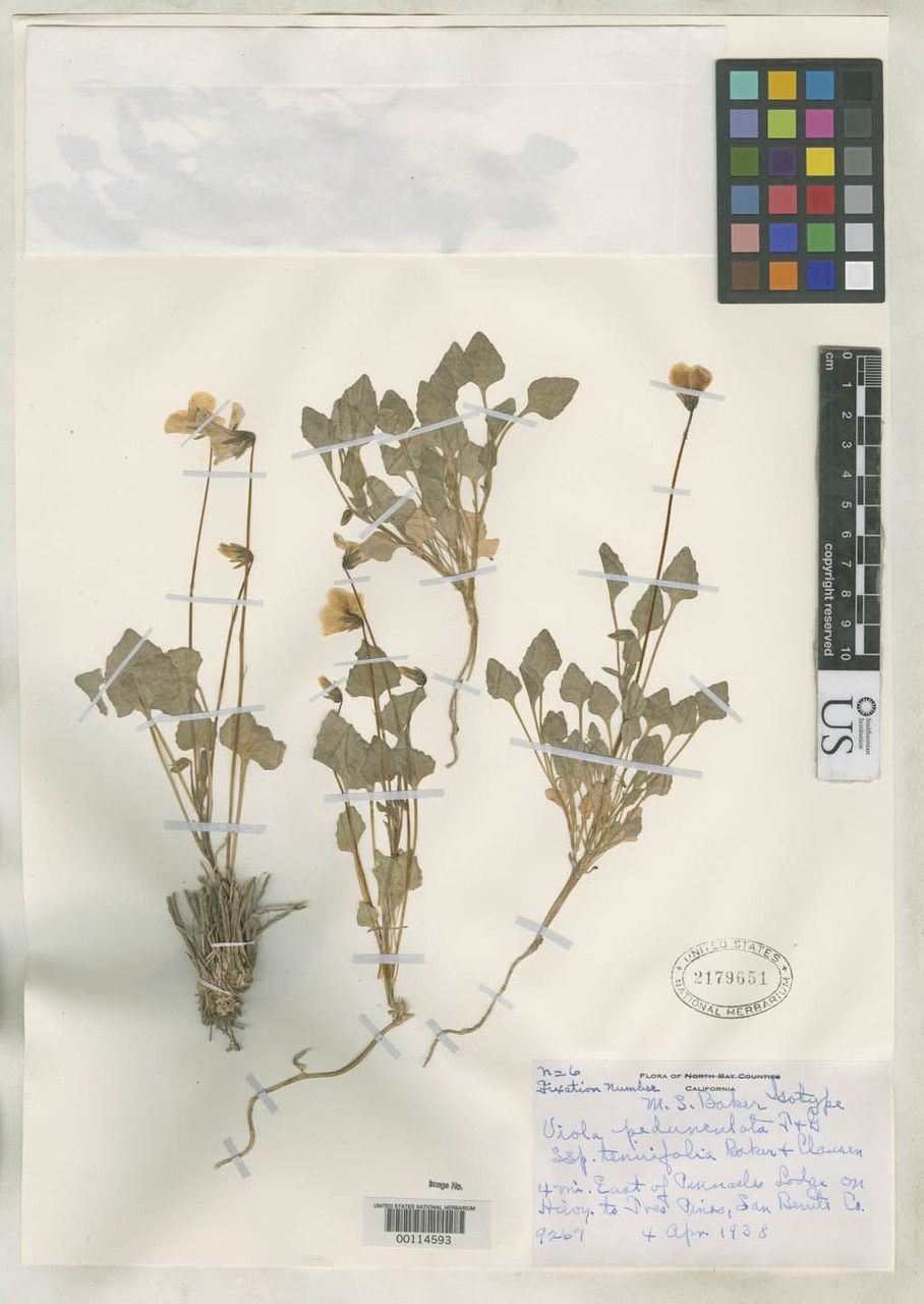 Viola pedunculata — search result for 'Viola'