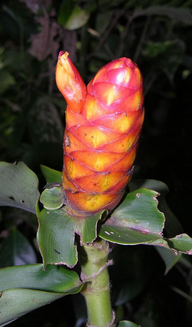 Costus lima fruit