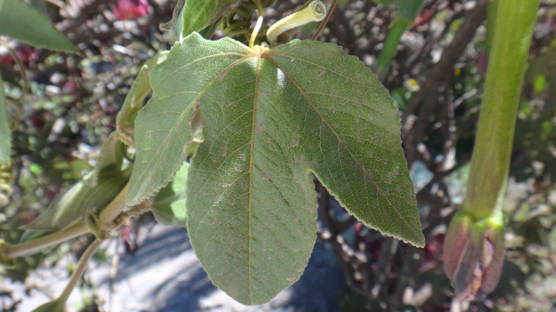 Passiflora mixta leaf