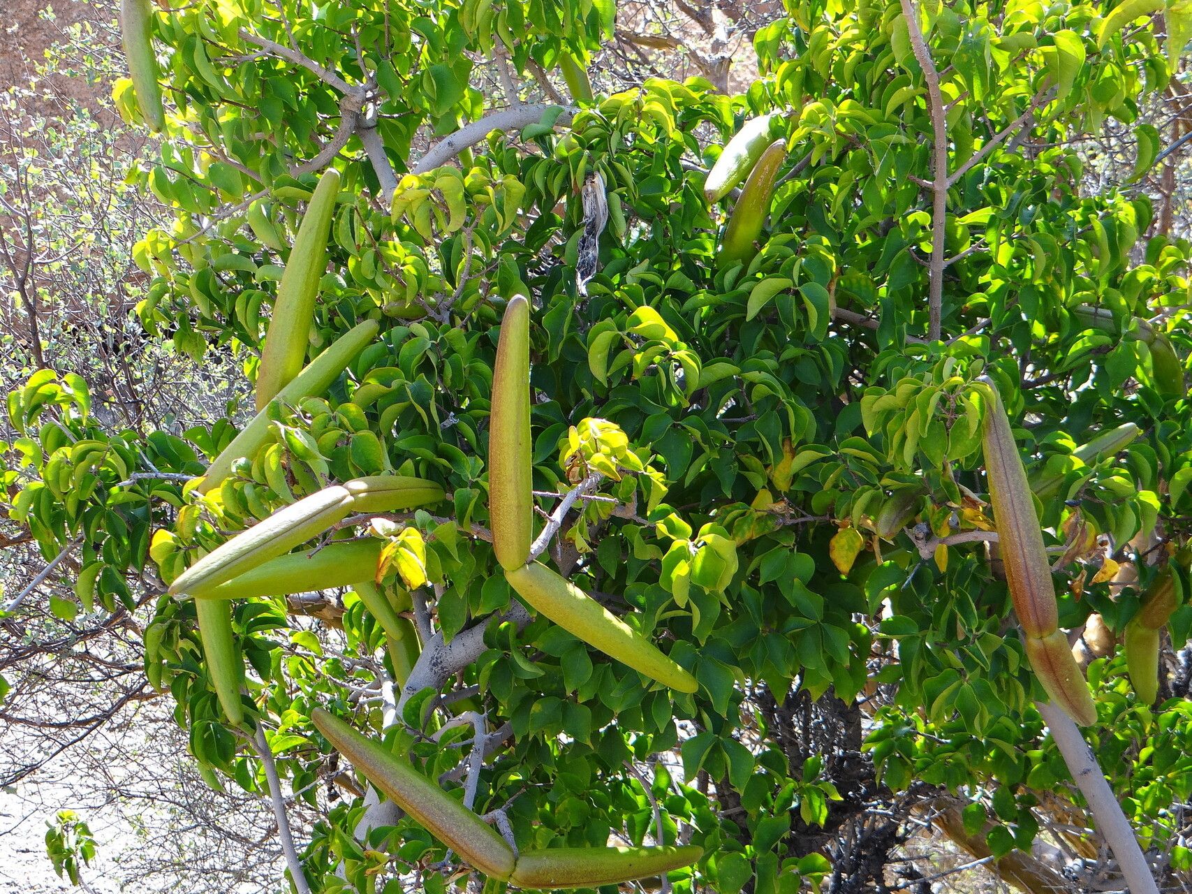 Strophanthus amboensis habit