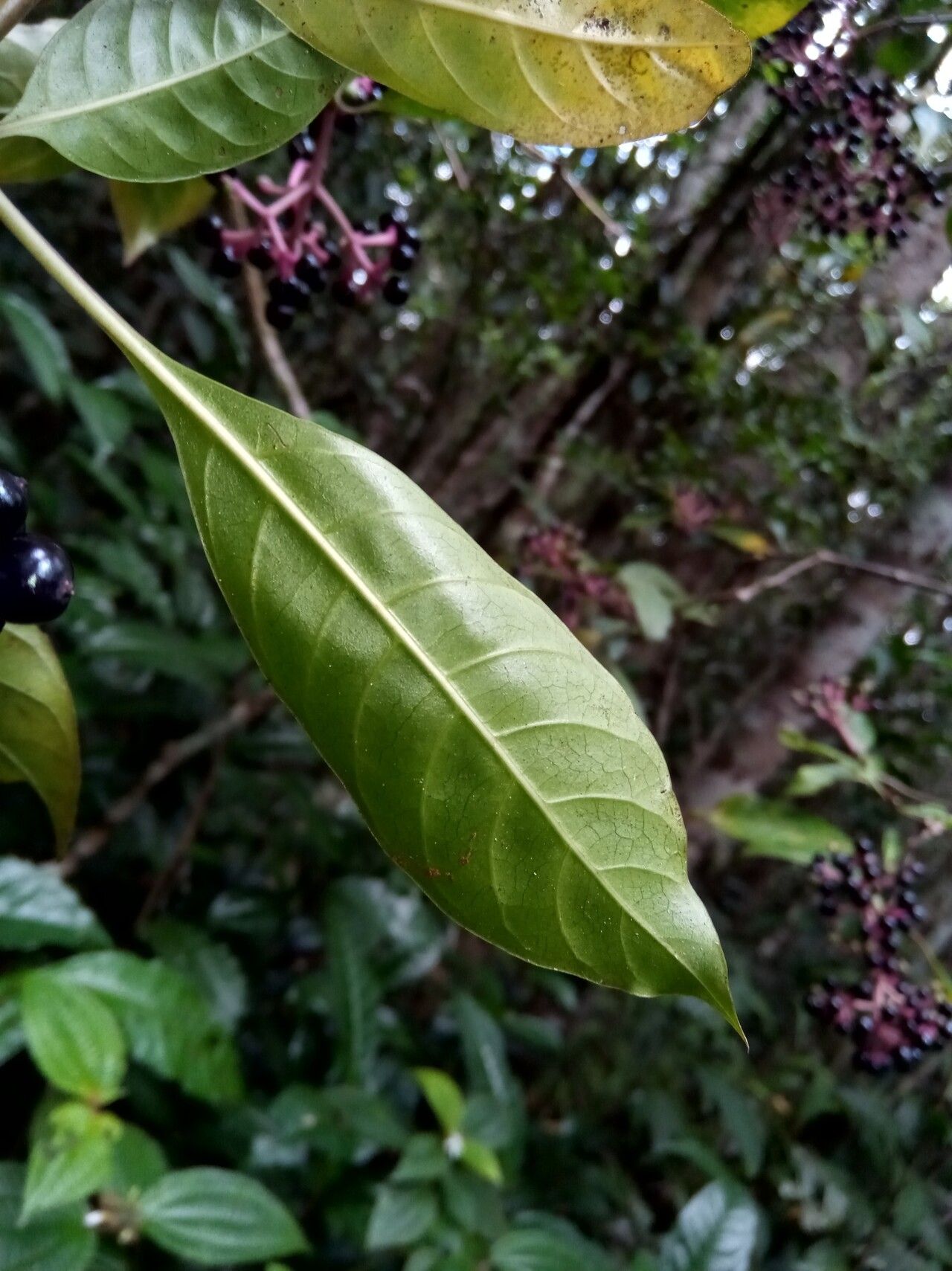 Chassalia catatii fruit