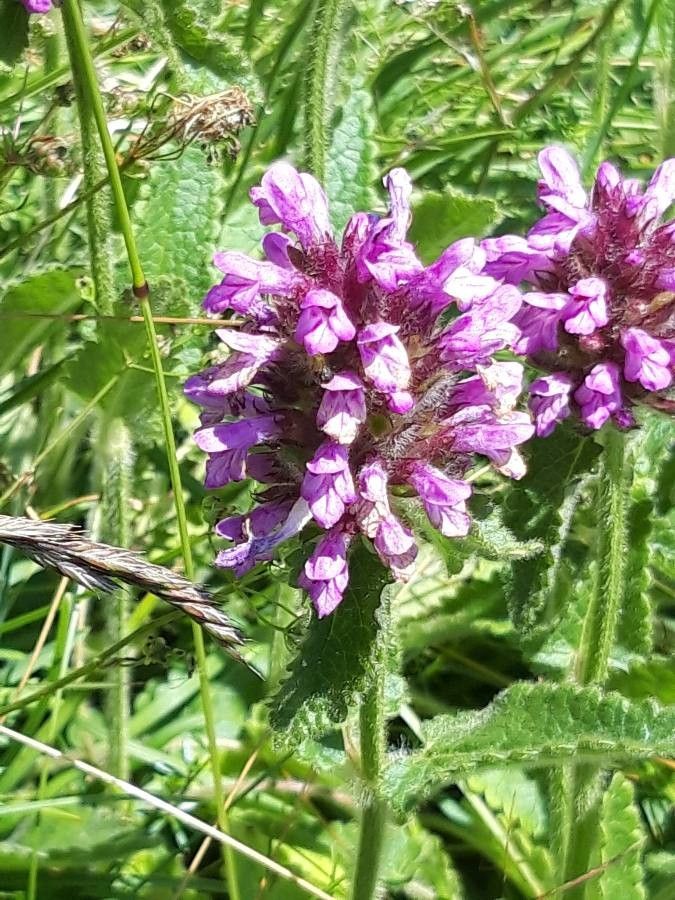 Betonica hirsuta flower