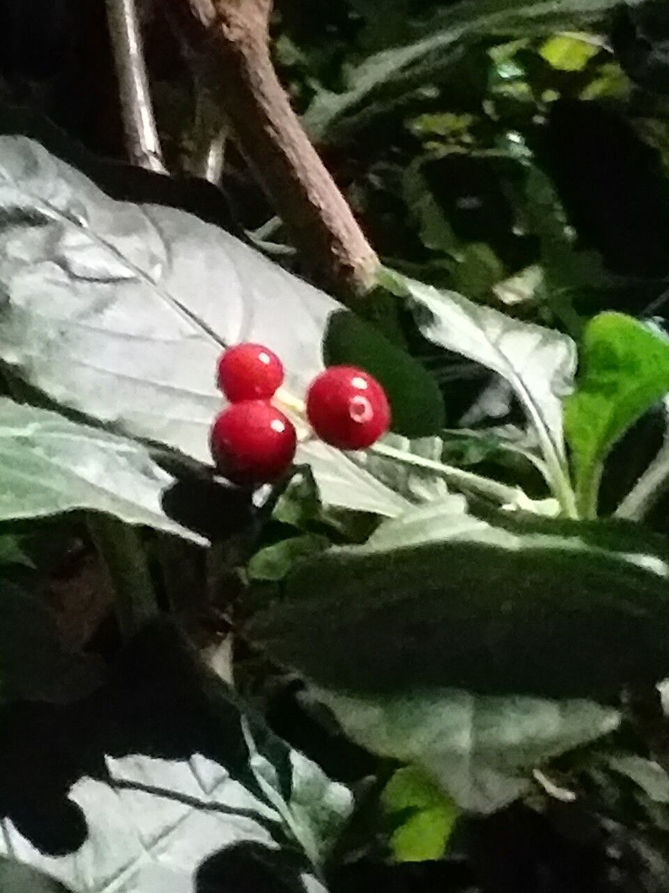 Psychotria punctata fruit