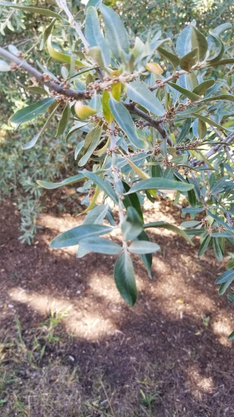 Shepherdia argentea leaf