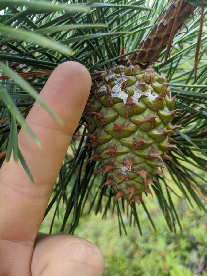 Pinus pungens fruit