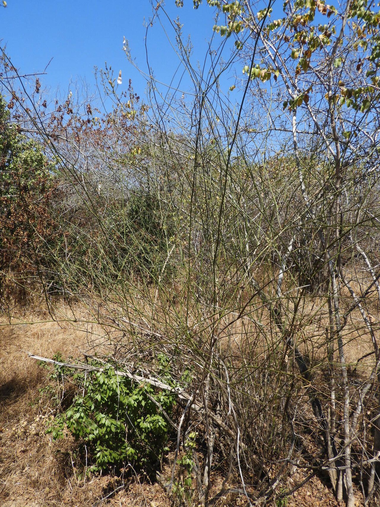 Justicia salvioides habit