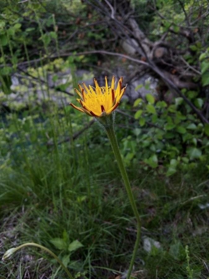 Scorzonera villosa flower