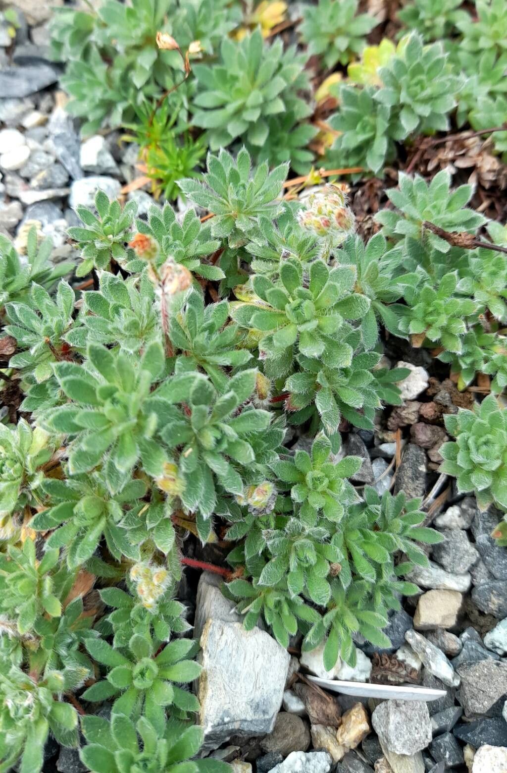 Androsace jacquemontii habit