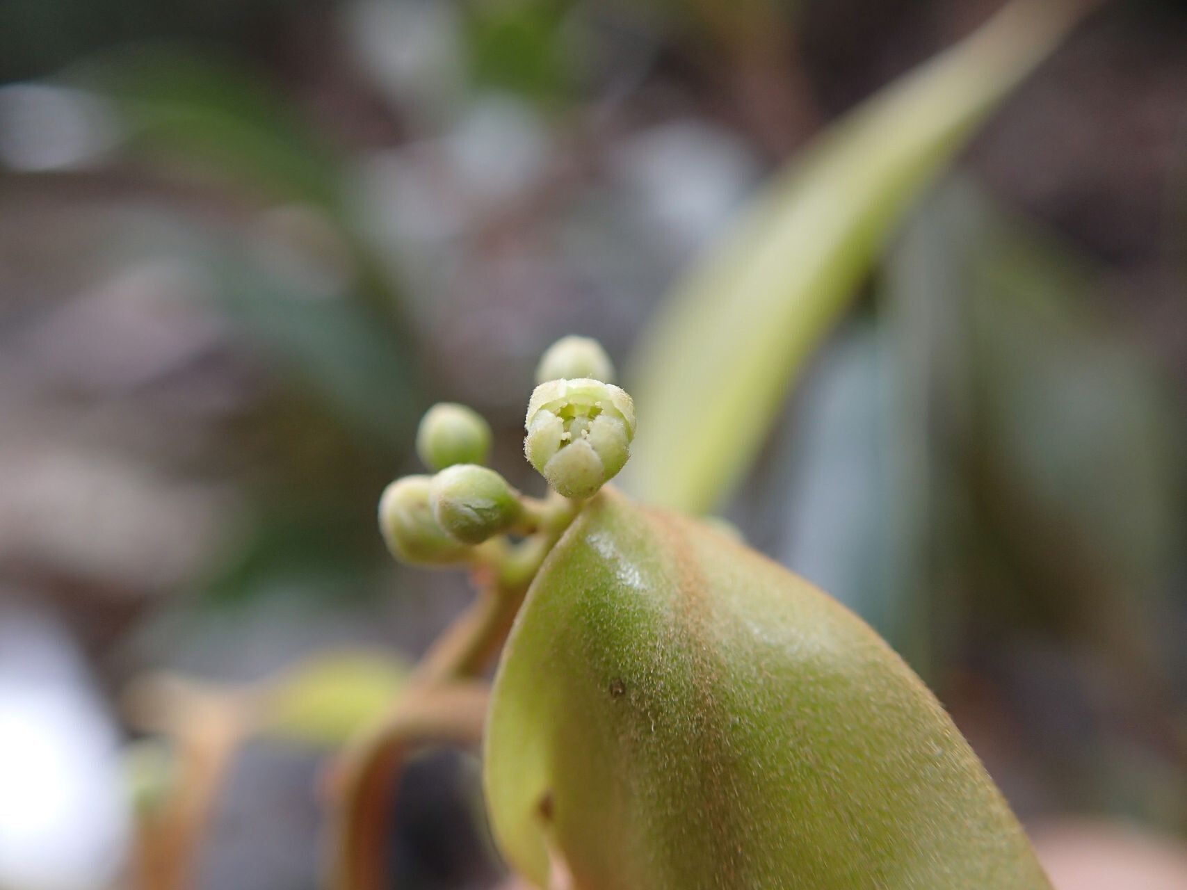 Cryptocarya transversa fruit