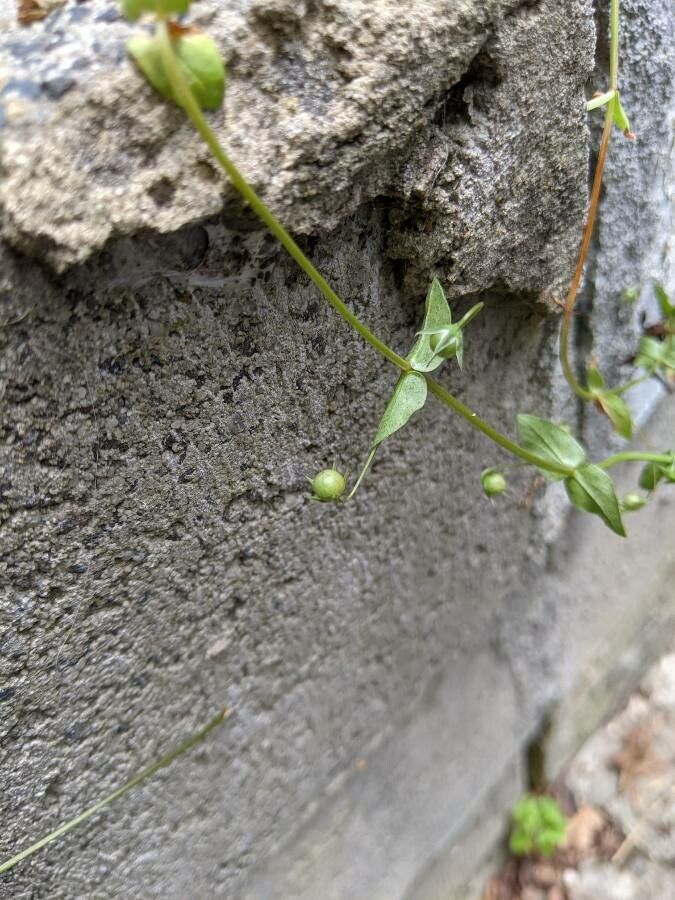 Lysimachia arvensis fruit