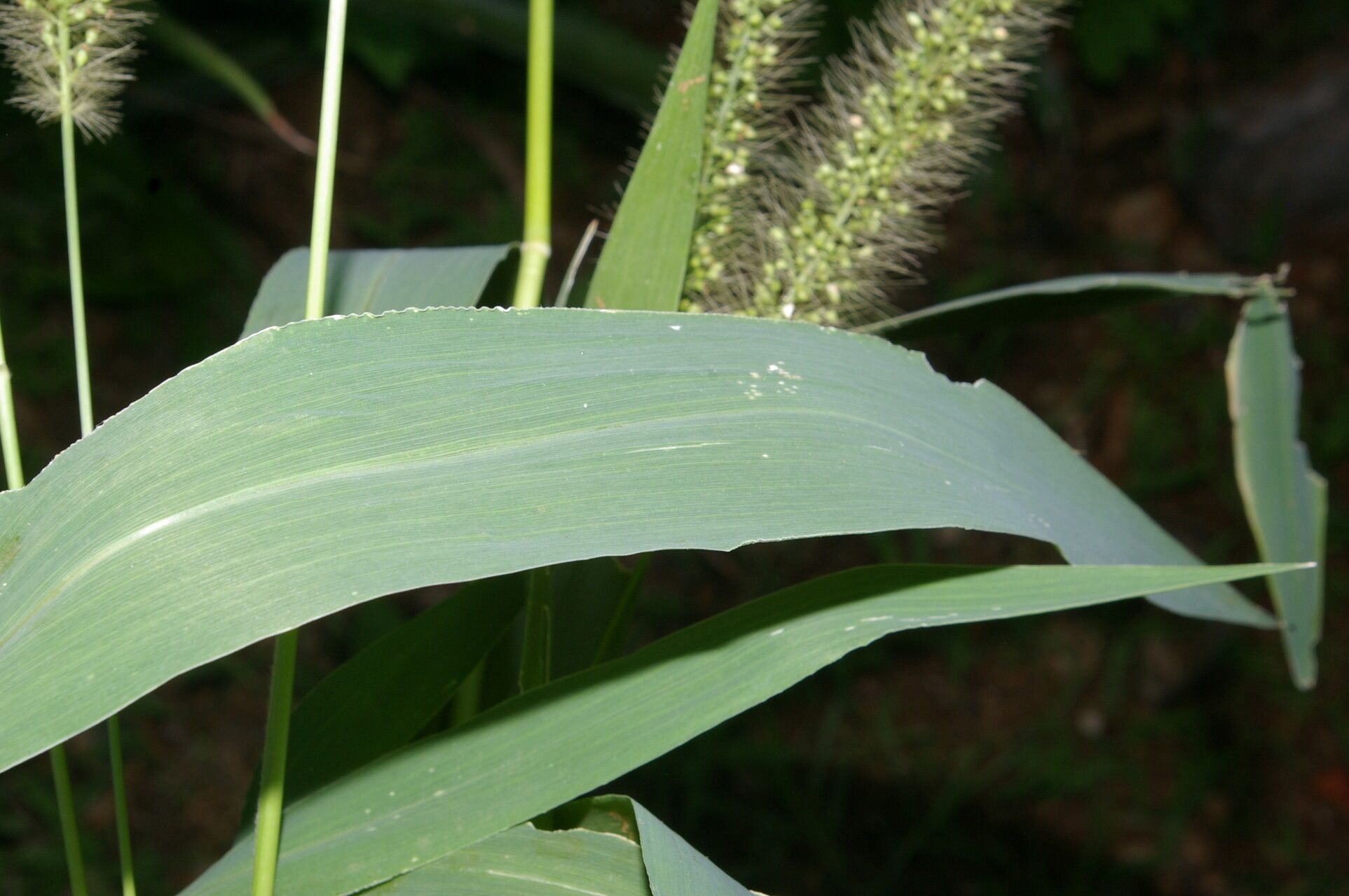 Setaria liebmannii — houseplant care guide