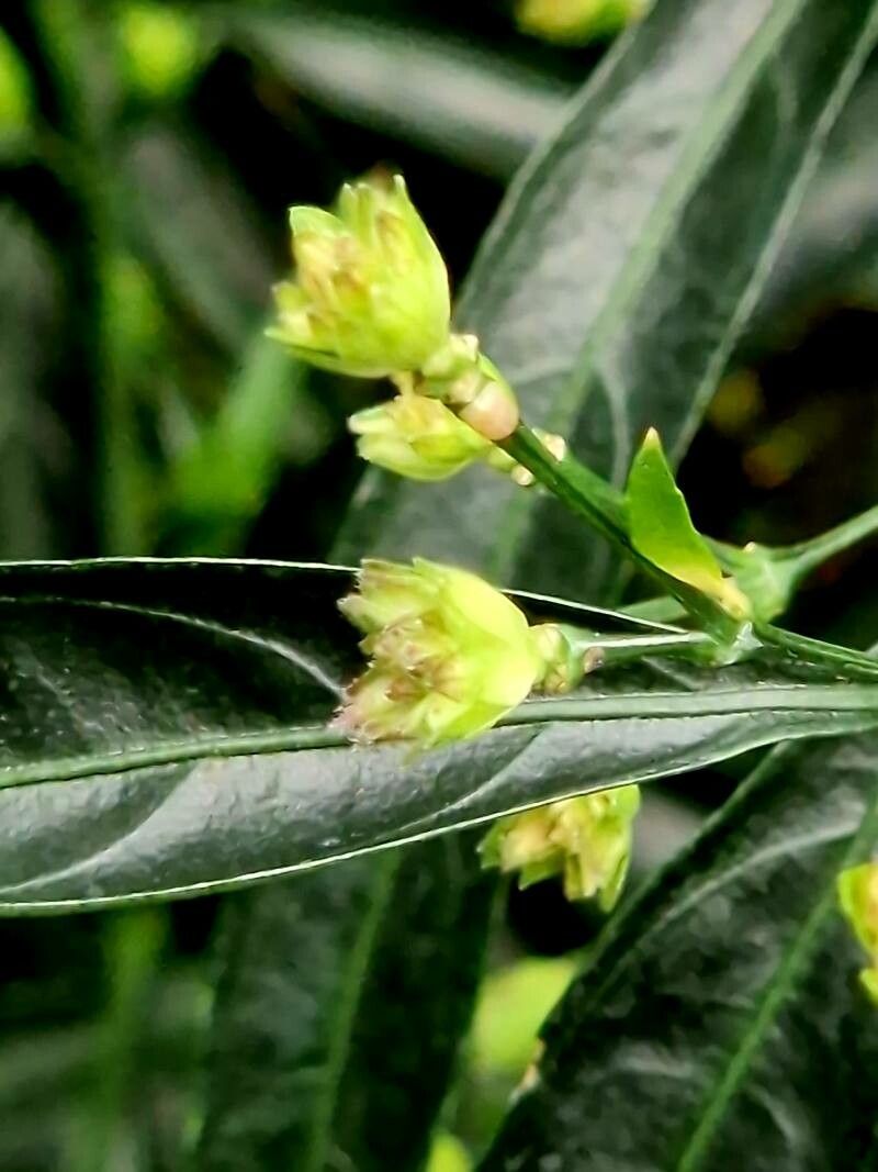 Strobilanthes anisophylla fruit
