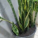 Sansevieria stuckyi