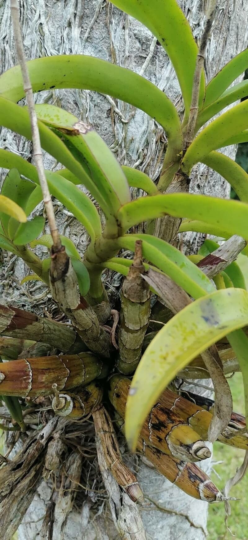 Brassavola nodosa — search result for 'Guyana'
