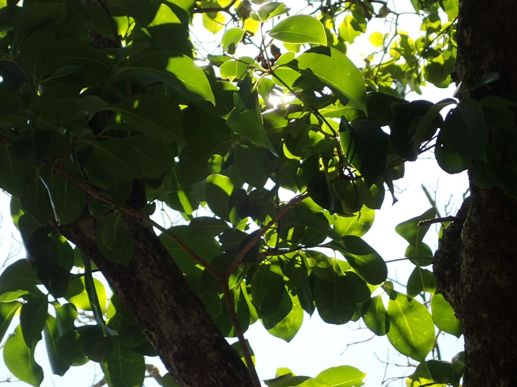 Guapira fragrans — houseplant care guide