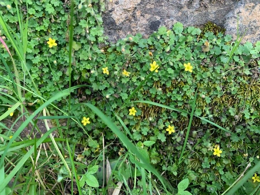 Sibthorpia africana habit