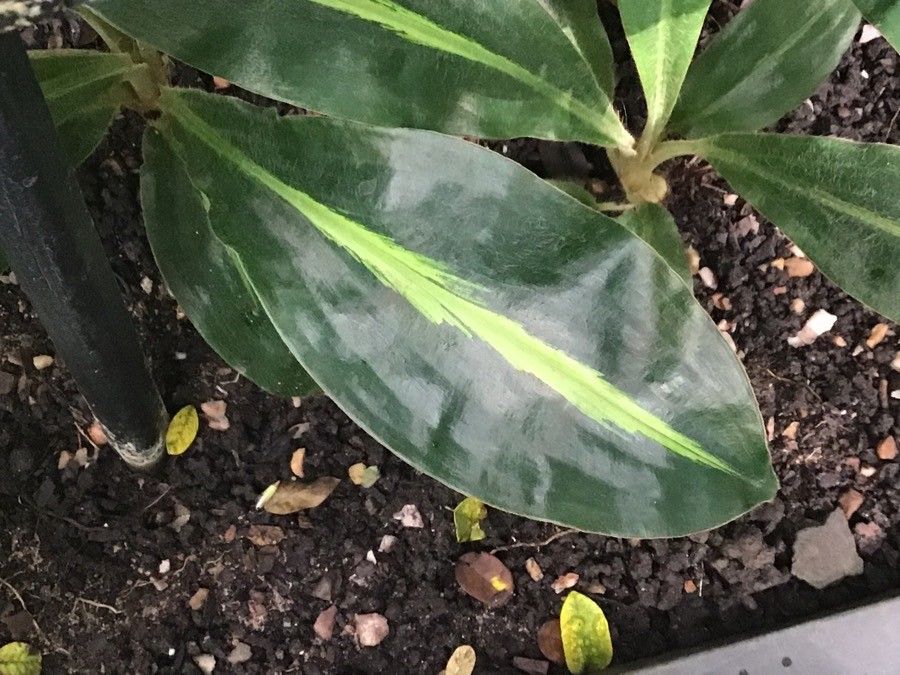 Palisota bracteosa — houseplant care guide