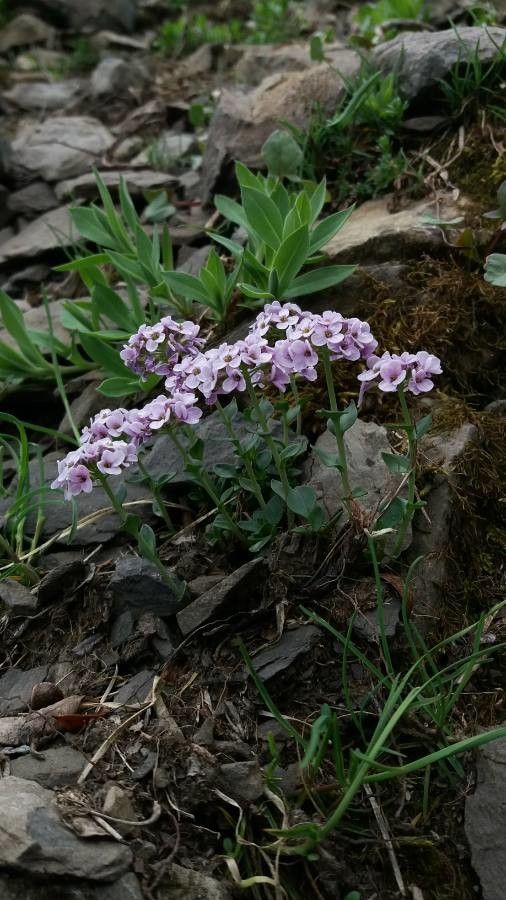 Noccaea corymbosa habit