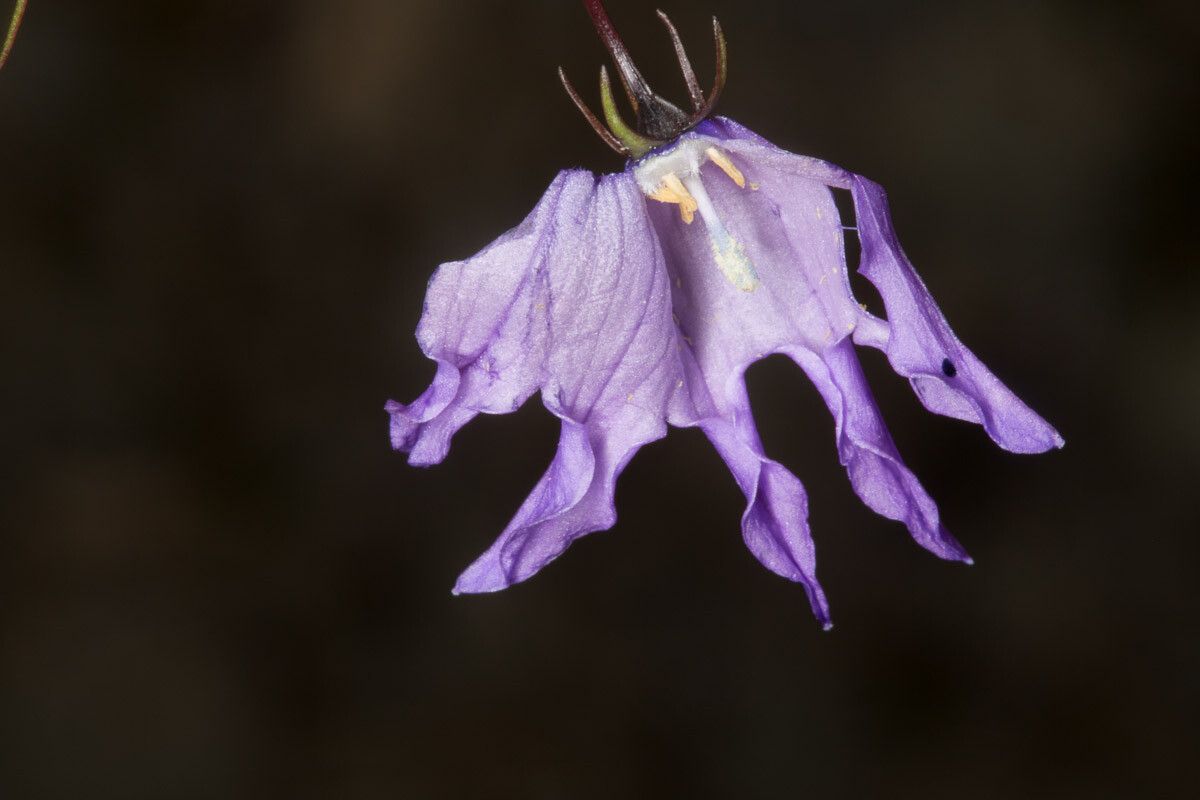 Campanula excisa flower