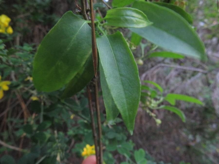 Muehlenbeckia hastulata leaf