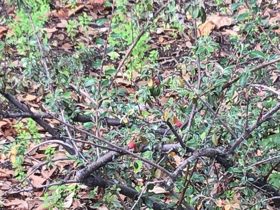 Cotoneaster buxifolius — houseplant care guide