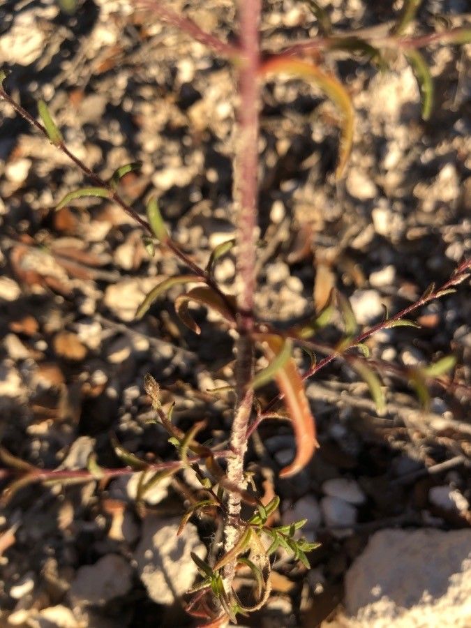 Odontites viscosus — houseplant care guide