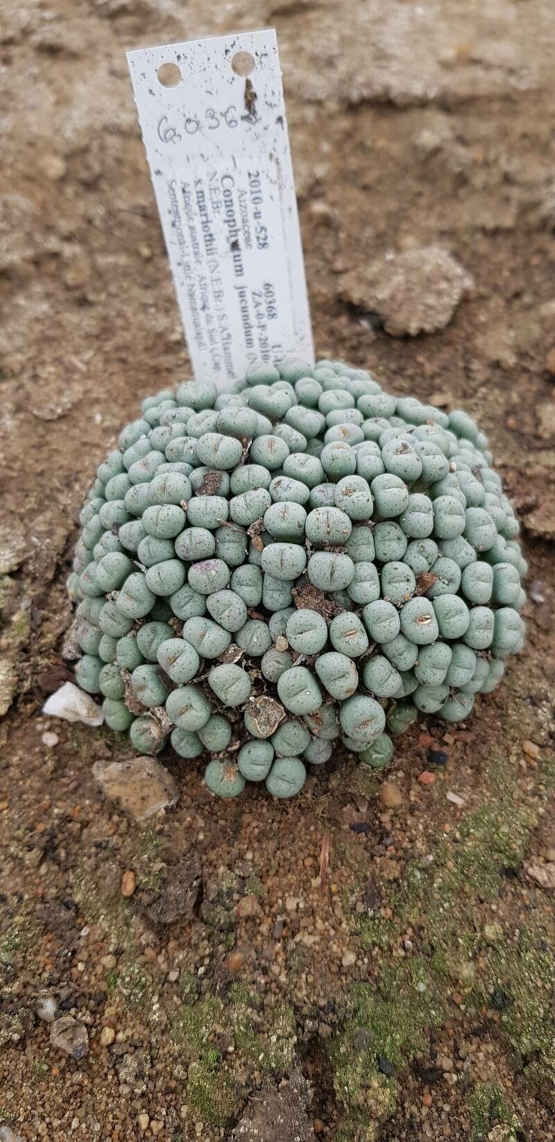 Conophytum jucundum habit