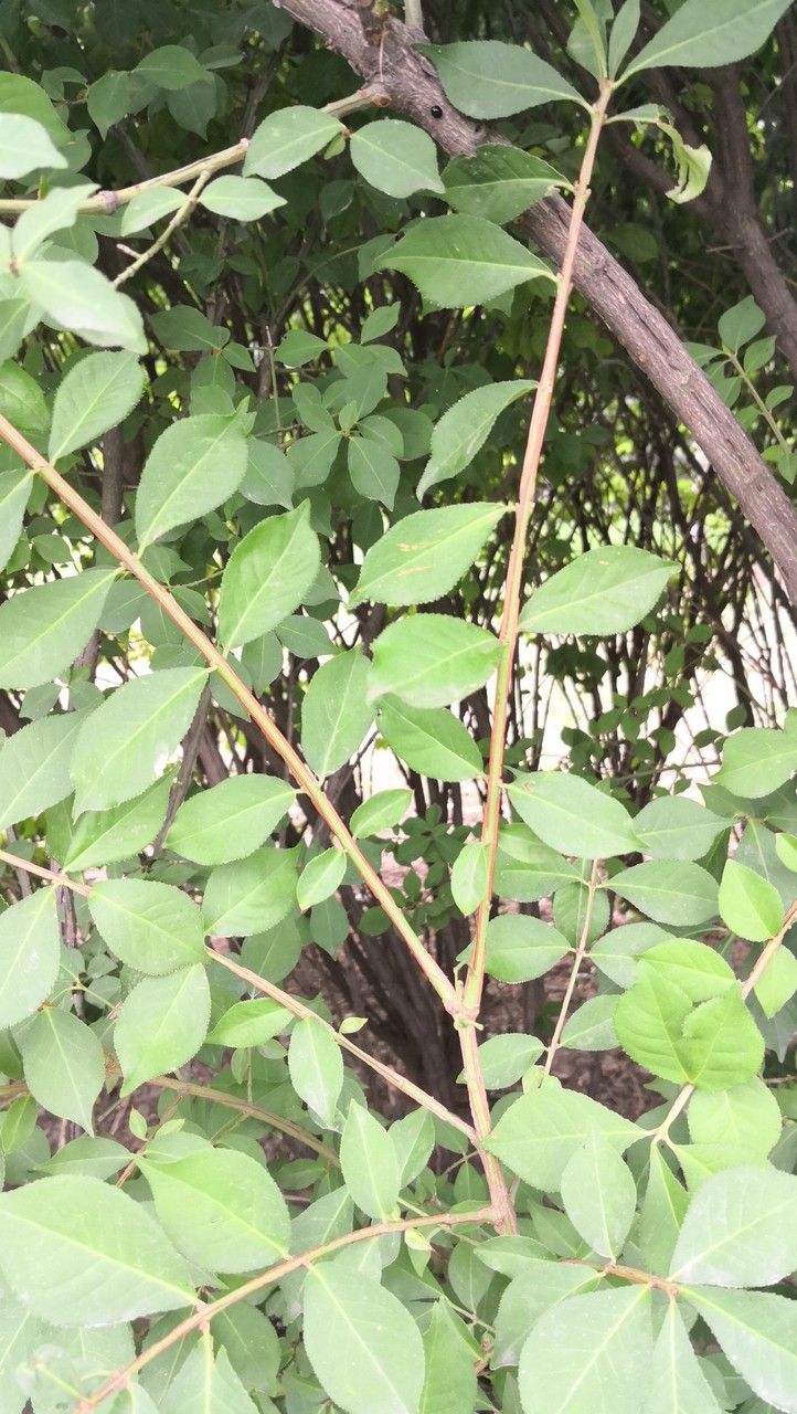 Euonymus occidentalis habit