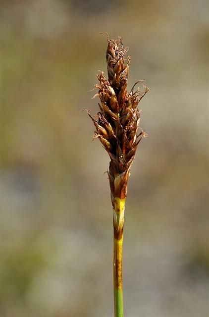 Carex simpliciuscula fruit