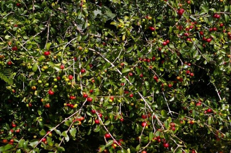 Eugenia inundata habit