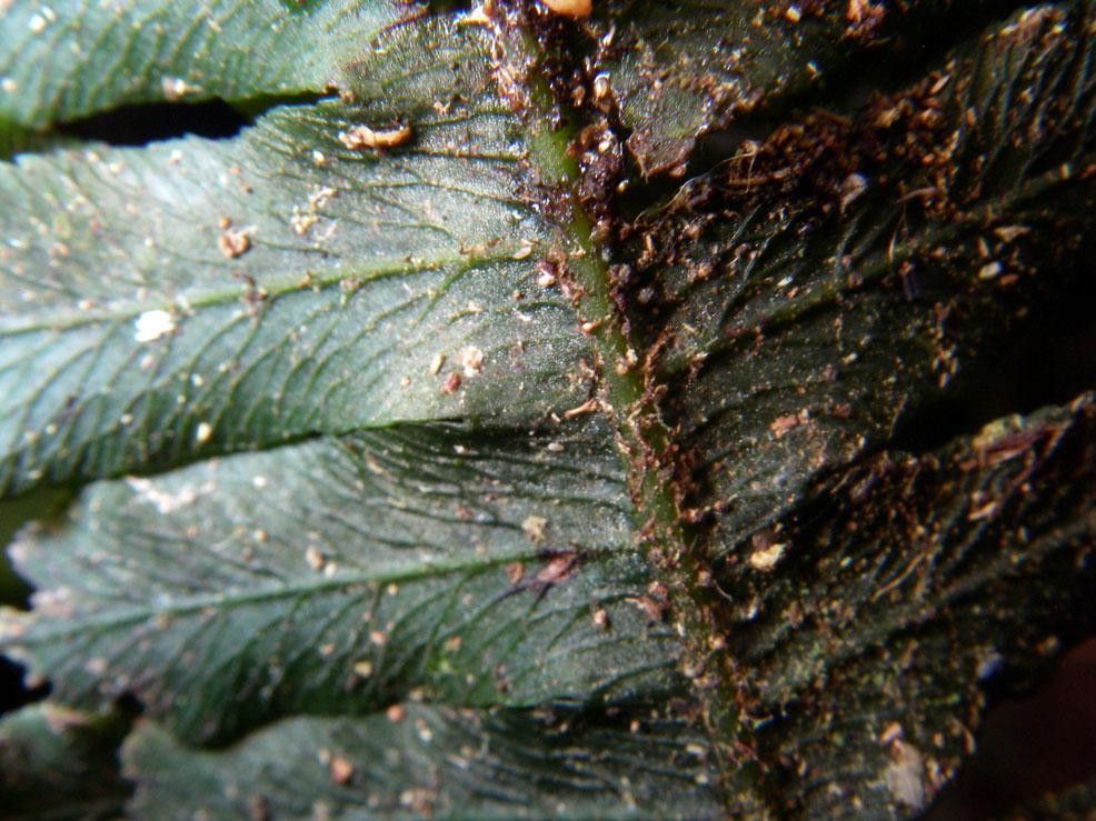 Trichomanes diversifrons bark