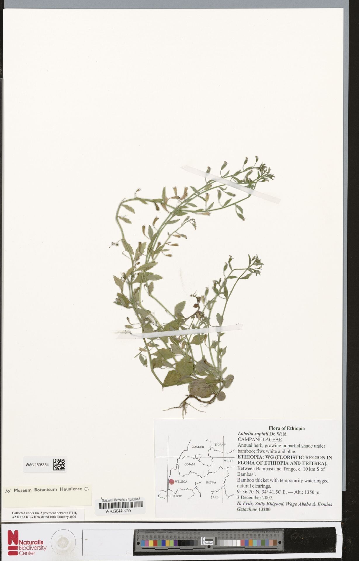 Lobelia sapinii — houseplant care guide