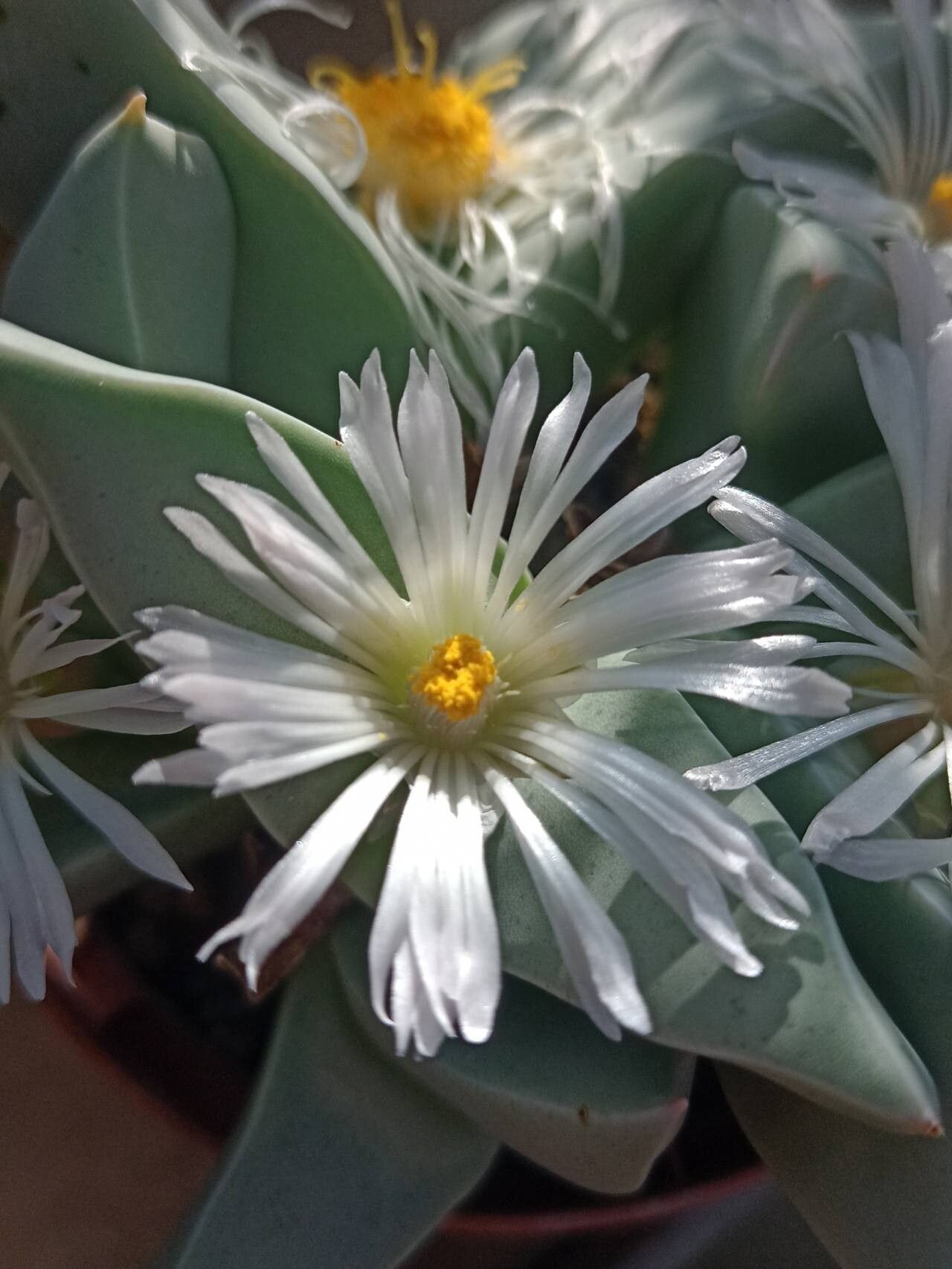 Conophytum herreanthus flower