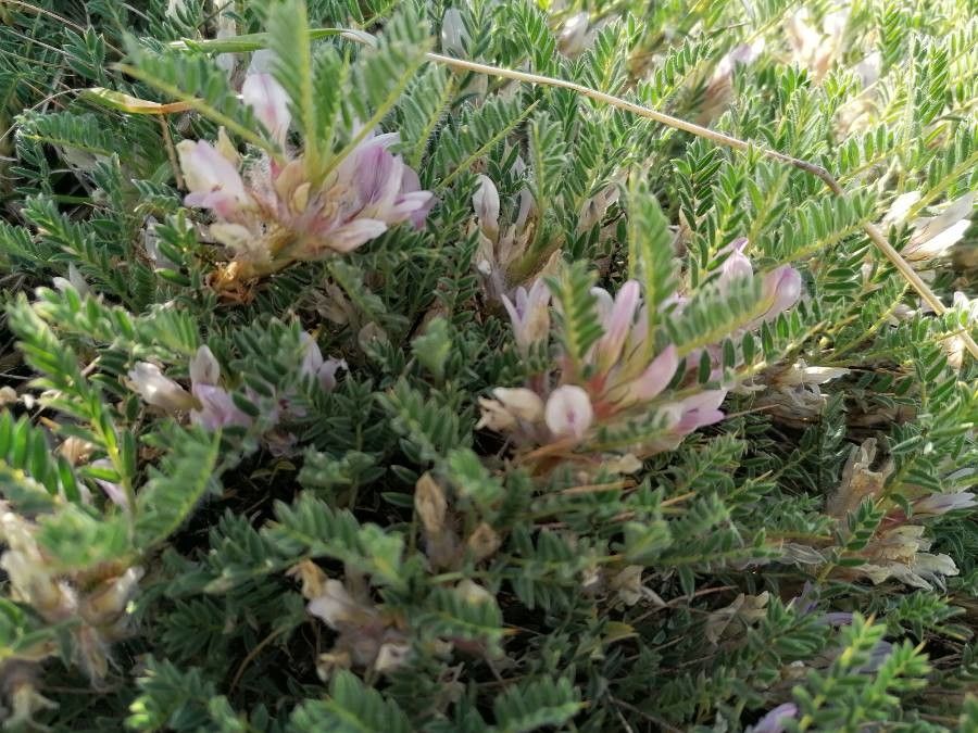 Astragalus sempervirens — houseplant care guide