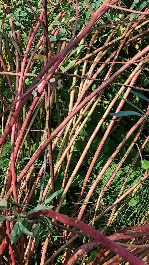 Euphorbia sarawschanica bark