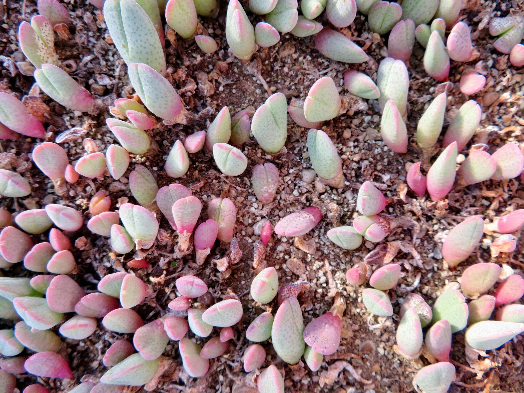 Cheiridopsis acuminata habit