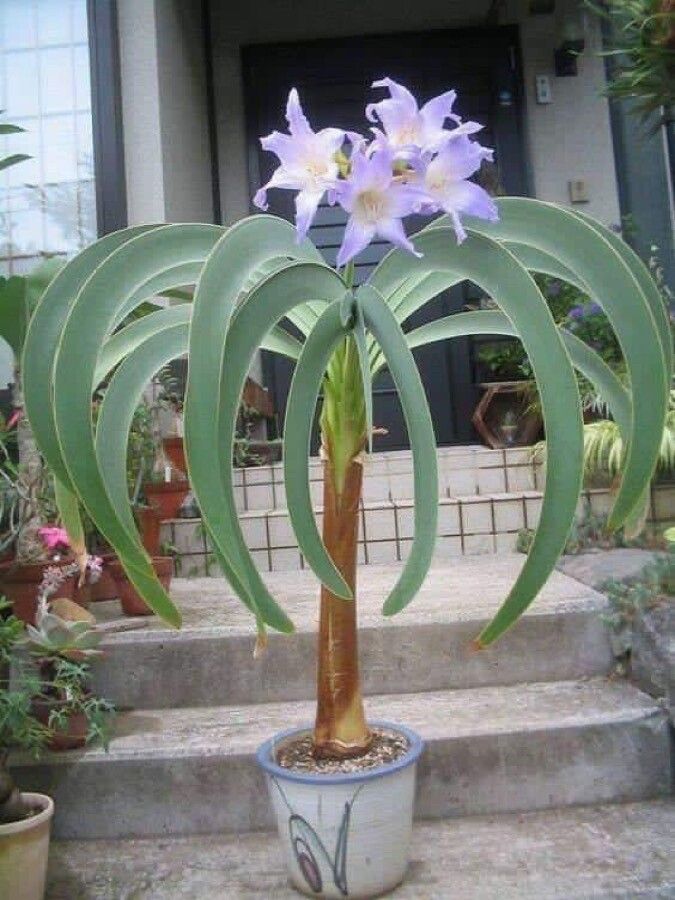 Worsleya procera flower