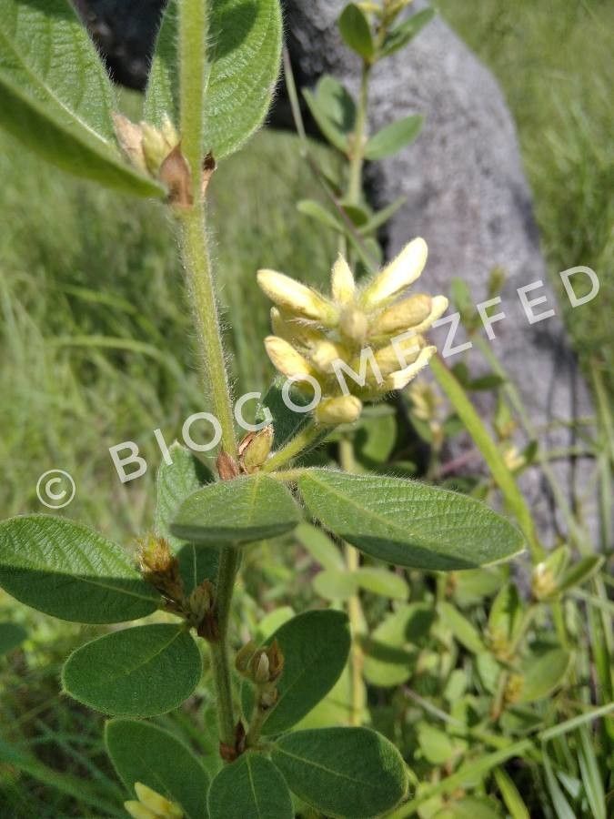 Lespedeza hirta flower