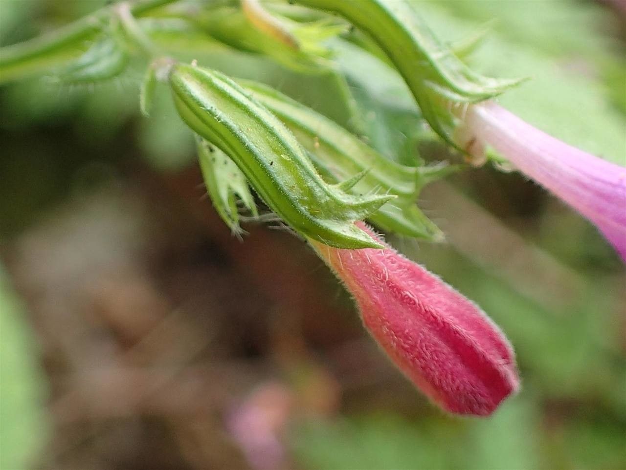Clinopodium grandiflorum fruit