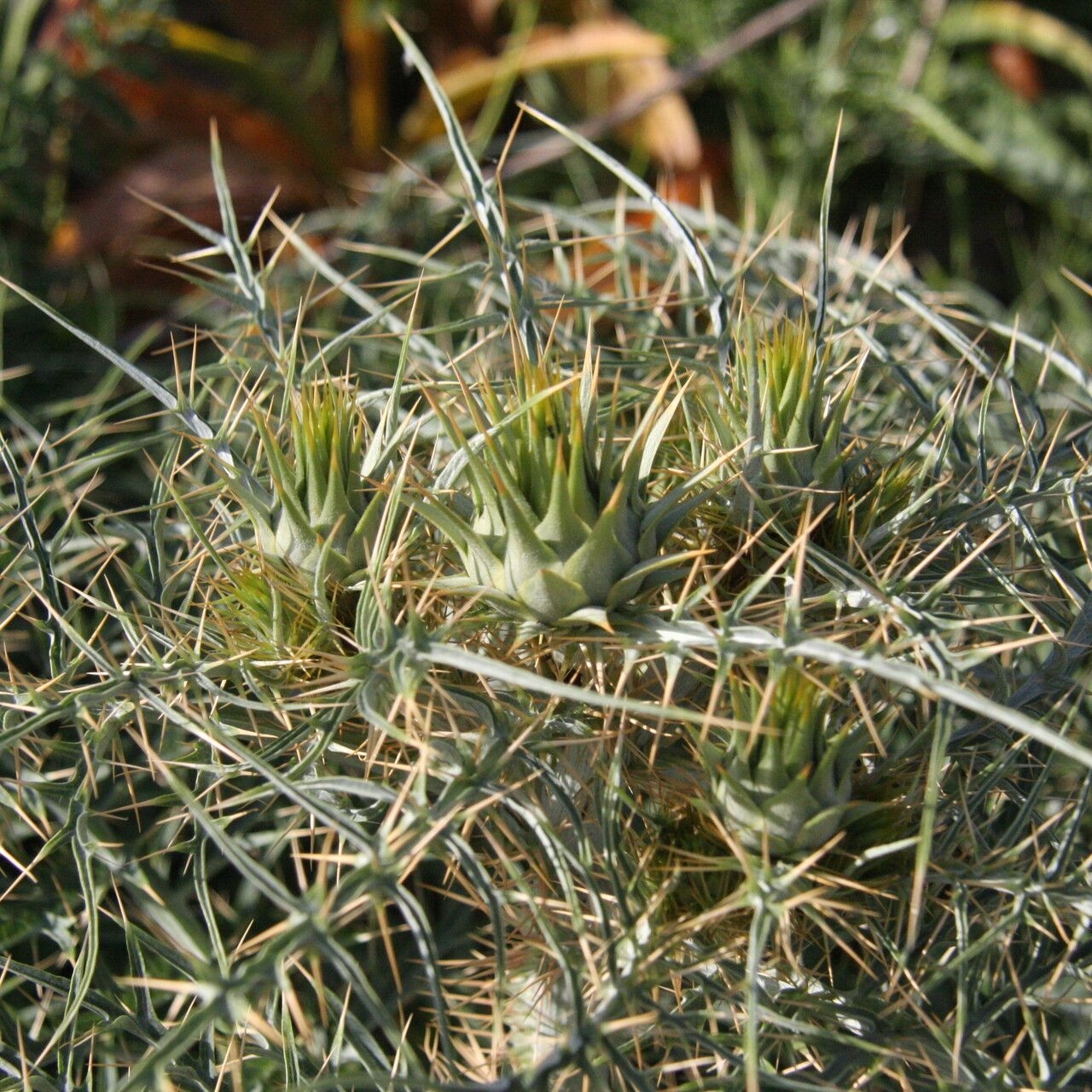 Cynara cornigera flower