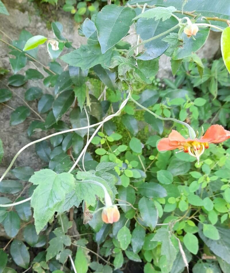 Caiophora hibiscifolia habit