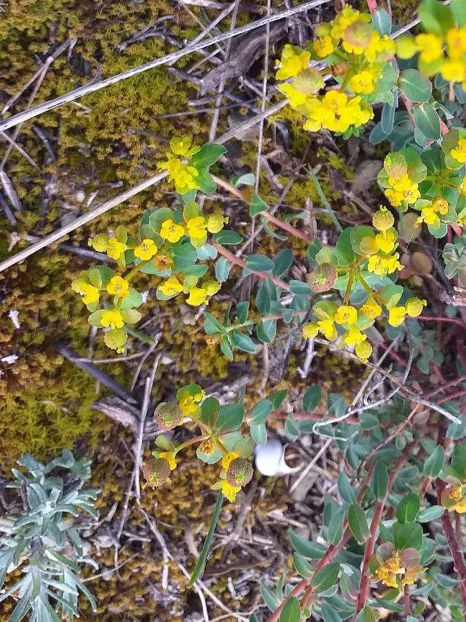 Euphorbia spinosa flower