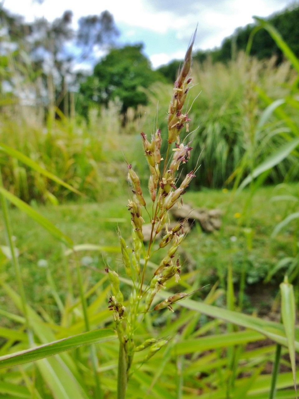 Spodiopogon sibiricus fruit