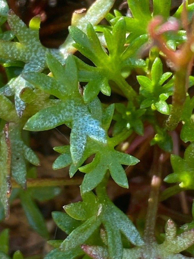 Saxifraga fragilis — pet friendly houseplant
