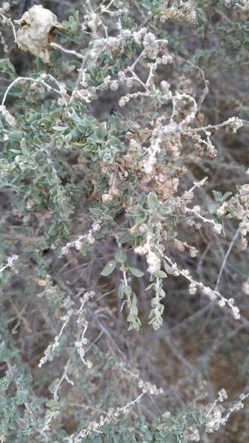Atriplex polycarpa leaf