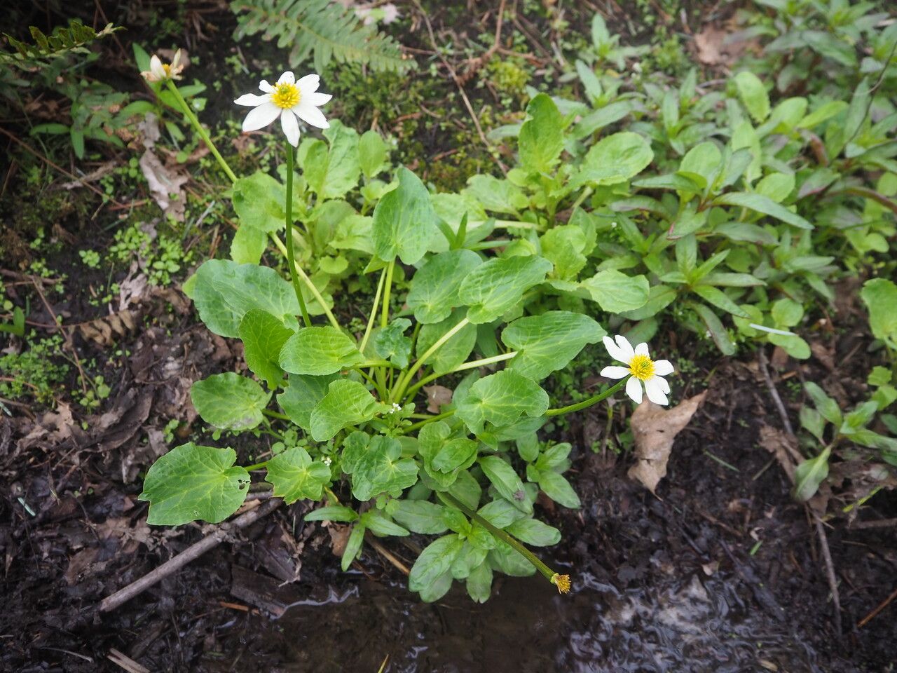 Caltha leptosepala habit